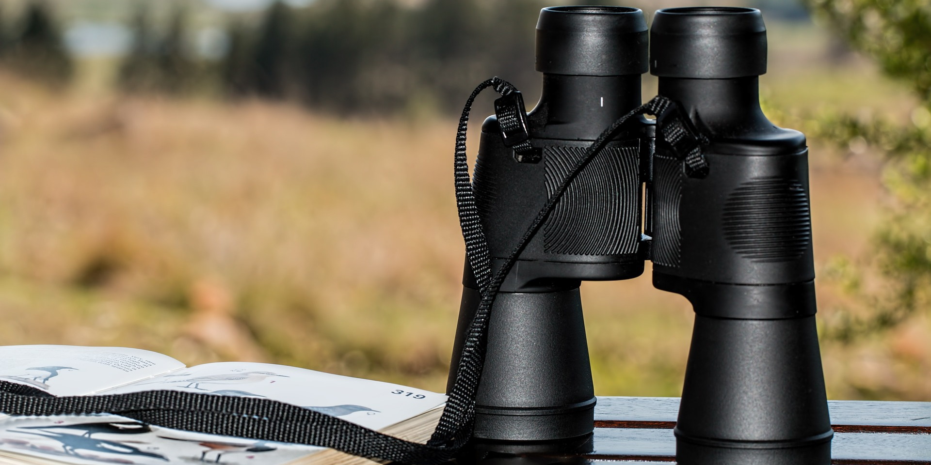 Birdwatching